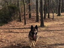 German Shorthaired Pointer – Meet Kylo Ren 🐾 Champion line, full bred GORGEOUS German Shepherd – Virginia Beach