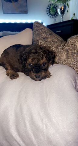 Poodle – mini poodles