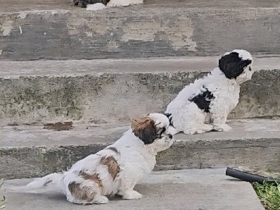Shih Tzu – ready for a new home – Cudahy
