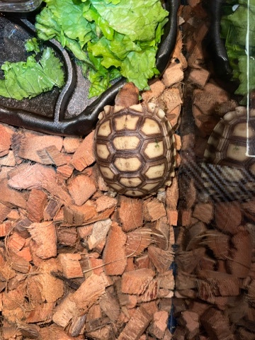 Any – sulcata tortoise