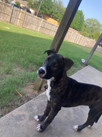 American Pit Bull Terrier – Brindle American Pit Terrier Mix