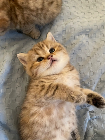 British Shorthair – Sehr Süße BKH Kitten suchen neues Zuhause