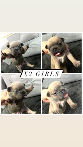 French Bulldog – KC Pedigree French Bulldogs