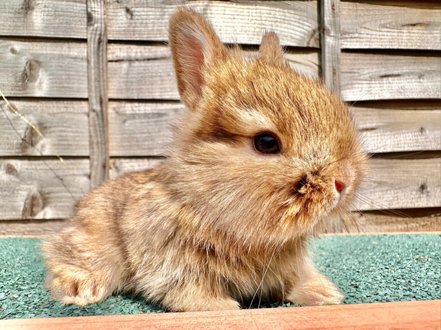 Lionhead – 3 Tiny Fluffy Lionhead Dwarf Rabbits