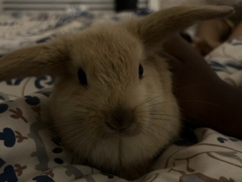Holland Lop – holland lop bunny (girl)