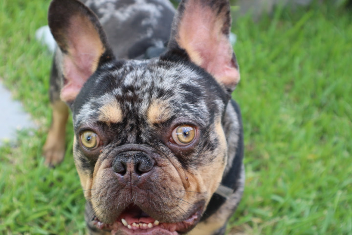French Bulldog – Male Merle French Bulldog