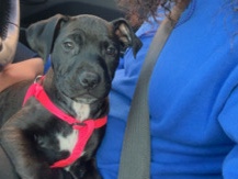 American Pit Bull Terrier – Black female pitbull – New York