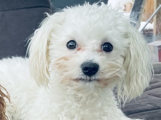 Maltipoo – Maltipoo-bichon Welpen im März – Westerburg