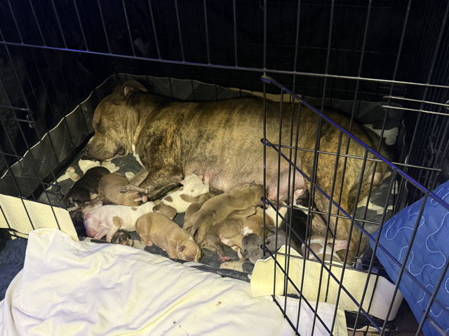 American Bulldog – American Bulldog Puppies for Sale in Durham – Durham
