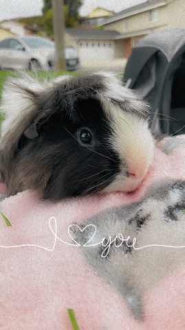 selling Guinea pig