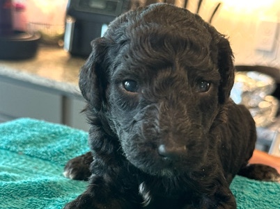 Goldendoodle – WAIT: Super Cute GOLDENDOODLES for Adoption! – Houston