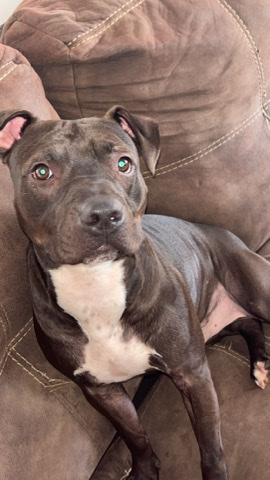 American Pit Bull Terrier – Chaco