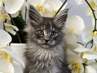 Maine Coon – Beautiful TICA-registered Maine **** kittens looking for their forever homes – Mátraderecske