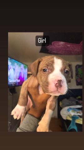 Bull and Terrier – selling puppies in dmv area