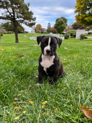 American Pit Bull Terrier – Blue Nose Pitbull puppies