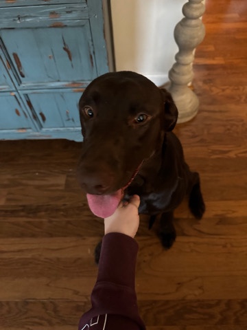 Labrador Retriever – Lilly