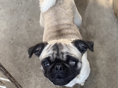 Pug – Friendly Pug Available – 1.5 Years Old in Garden Grove – Garden Grove