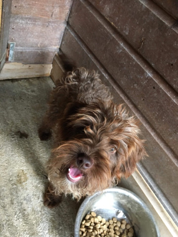 Poodle – 1yrs old poodle male