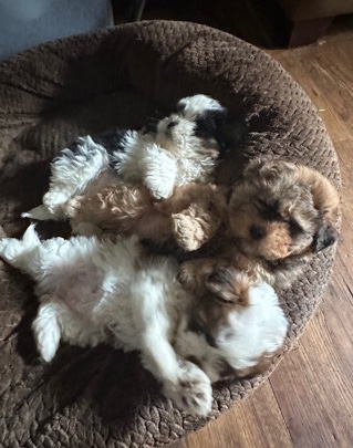 Multipoo Puppies for Sale