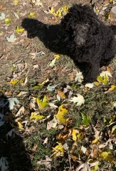 Poodle – Standard Poodle