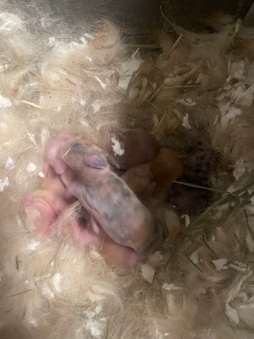 baby bunnies