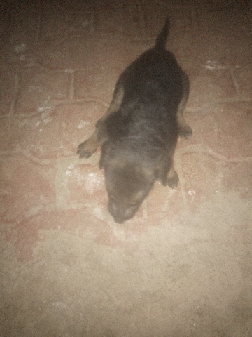 German Shepherd – The puppy is still young and need to be sold