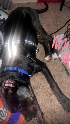 Cane Corso – Cane Corso