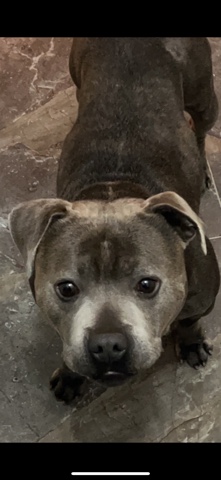 Staffordshire Bull Terrier – Blue boy english staffy - for sale