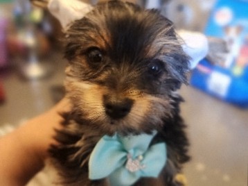 Yorkshire Terrier – Yorkie Terrier puppies – San Bernardino