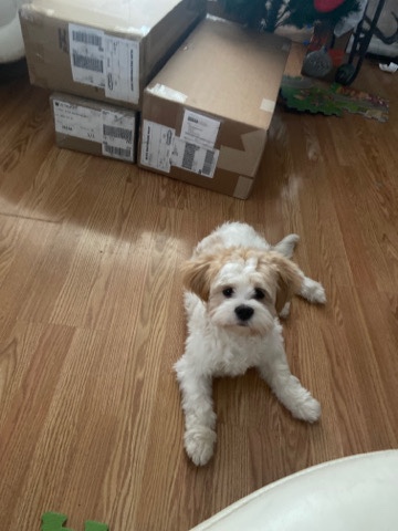 Maltese – puppy pluto for sale