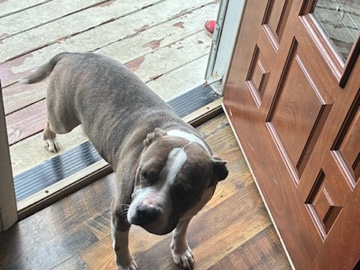 bully mix rescue – New Albany