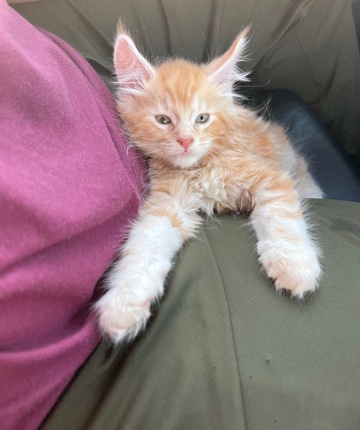 mainecoon male