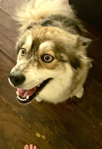 Siberian Husky – cheetah