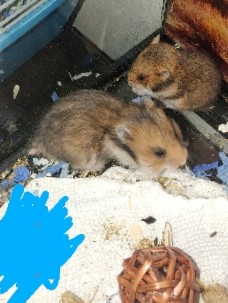 Syrian Hamsters