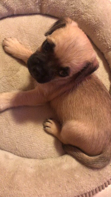 Pug – looking for a new home for him