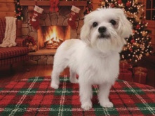 Yorkshire Terrier – Sweet Shorkie for Rehoming – Greenville