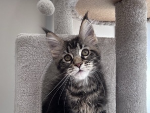 Maine Coon – Maine coon girl – Hollywood
