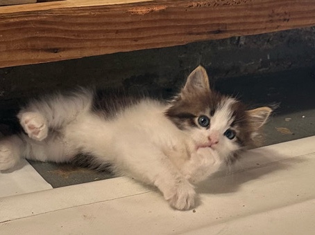 A boy kitten – 斯托克顿