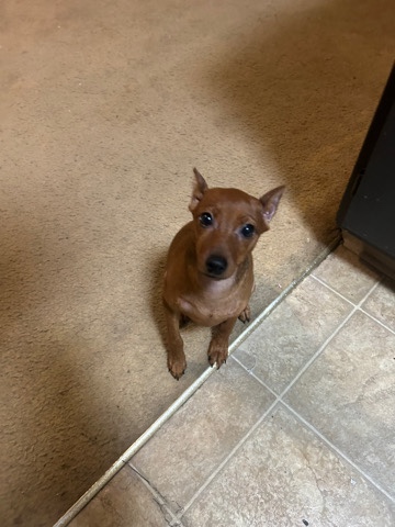 mini pinscher 3 months old
