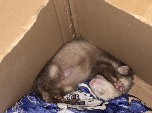 Standard Ferret – baby boy ferret – Durham