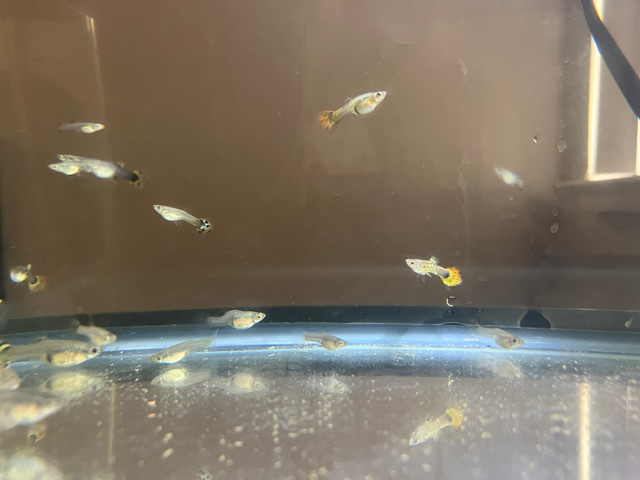 Guppies – guppys