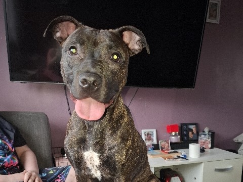Mixed Breed - 16 month old female brindle amstaff available for adoption in Warrington