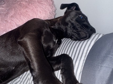Labrador Retriever – black lab