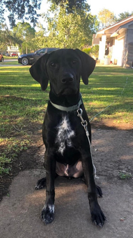 GSP/Weinheimer Mix (Male)
