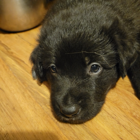 German Shepherd – rehoming