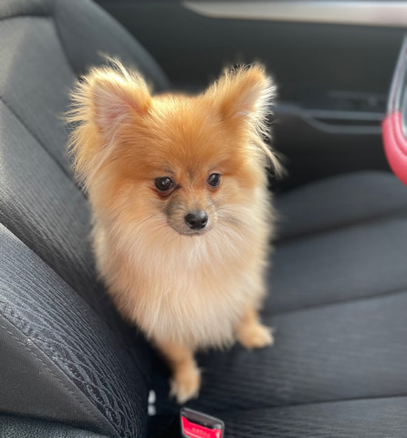 Pomeranian