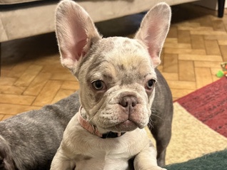 French Bulldog – STUNNING FRENCH BULLDOGS