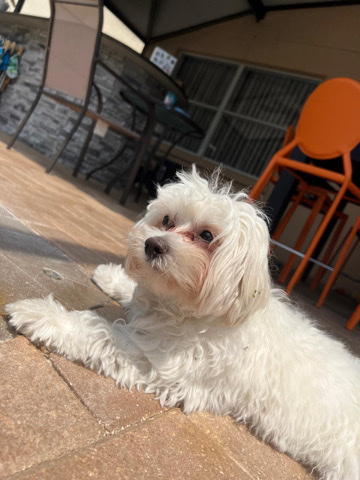 Maltese – Maltese for adoption