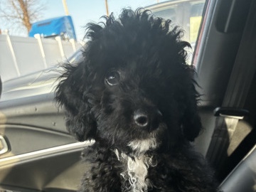 Cockapoo – Cockapoo for sale – Newark