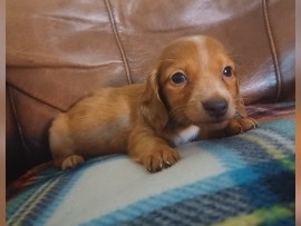 Dachshund – mini dachshund – Leming